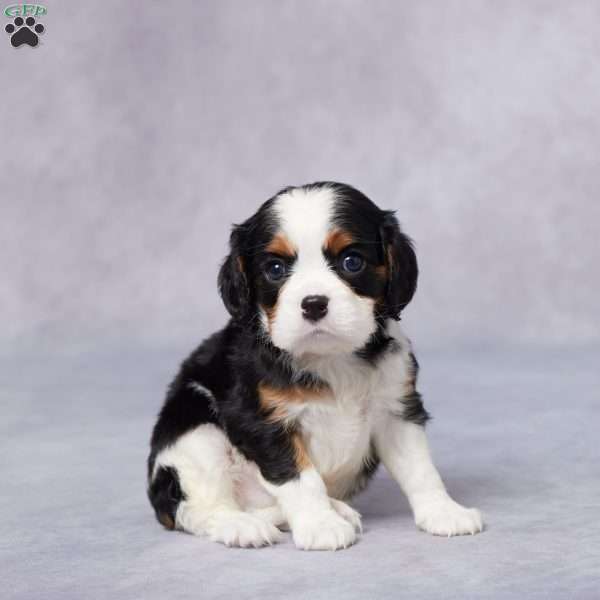 Ike, Cavalier King Charles Spaniel Puppy